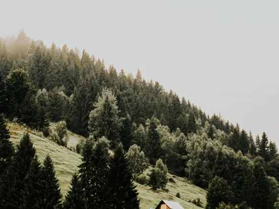 pexels-sara-sukosd-17005370.jpg